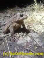 /home//u458753944/public_html/sourcegallery/////////////////////////////////Roxborough Toad Detour/2026/2026-03-11/P3111577.JPG
